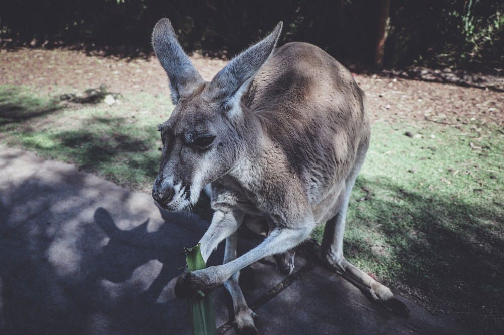 Dar de comer a animales canguro que tiene entre sus manos la piel de algún alimento.